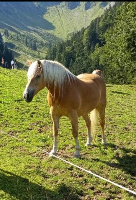 Haflinger Stute, Rosa , Pferd kaufen, Röthis