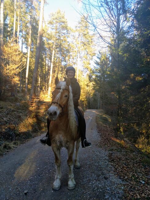 Haflinger Stute, Kathrin Th, Pferd kaufen, Terfens, Abbildung 4