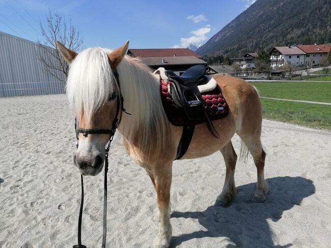 Haflinger Stute, Kathrin Th, Pferd kaufen, Terfens, Abbildung 3