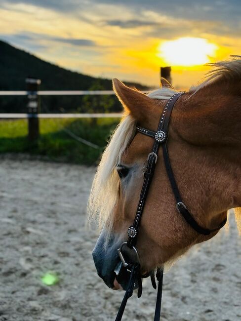 Haflinger Stute, Claudia K, Pferd kaufen, Völkermarkt