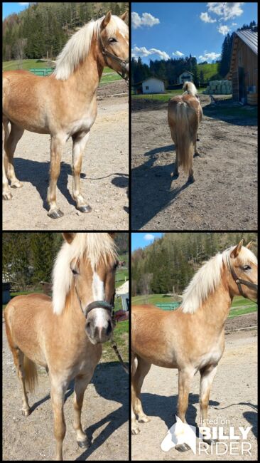 Haflinger Stute, Pfeffer Mathias , Pferd kaufen, Wienerbruck, Abbildung 14