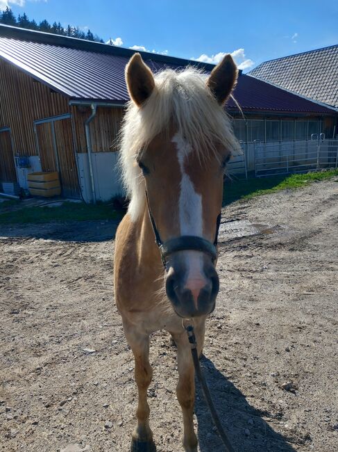 Haflinger Stute, Pfeffer Mathias , Pferd kaufen, Wienerbruck, Abbildung 12