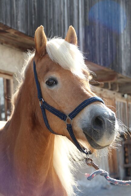 Haflinger Stute, Bianca, Pferd kaufen, Wildschönau , Abbildung 3