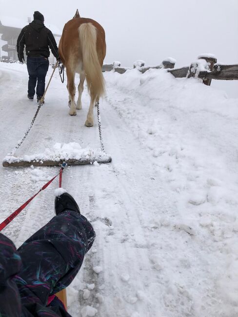 Haflinger Stute, Bianca, Pferd kaufen, Wildschönau , Abbildung 5