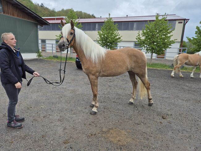 Haflinger Stute Verkauft, Sabine, Pferd kaufen, Ybbs