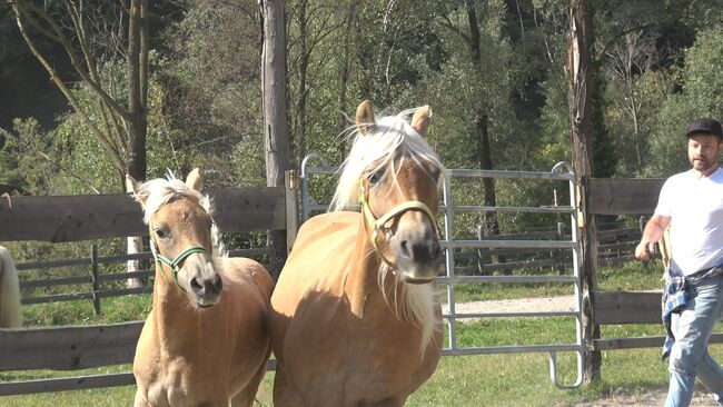 Haflinger stutfohlen, Holzknecht michael, Pferd kaufen, St. Leonhard in Pass., Abbildung 2