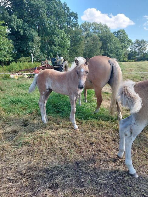 Haflinger Stutfohlen, Marijke schröter, Pferd kaufen, Jade