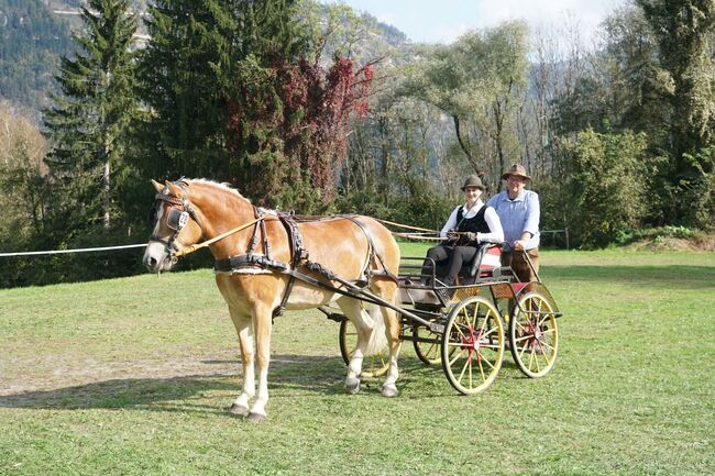 Haflinger sucht ...., Wolfgang Nepraunig, Pferd kaufen, Arnoldstein