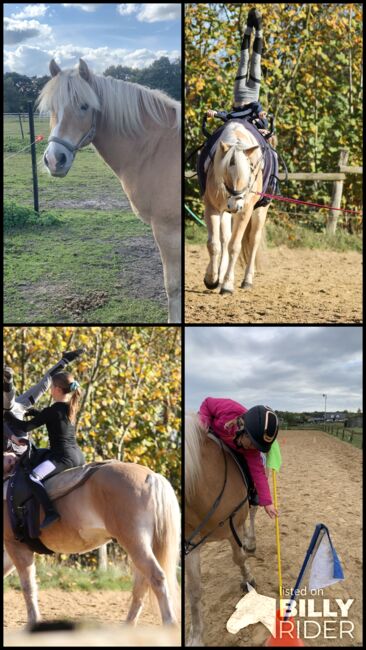 Haflinger zu verkaufen, Nina Bargfrede, Horses For Sale, Zeven, Image 5