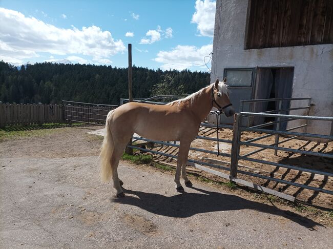 Haflinger-Traumstute, Katharina Lehmann (Pferdevermittlung Leus), Pferd kaufen, Hafling