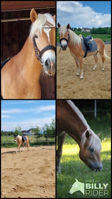 Haflingerjungstute, Koppler, Horses For Sale, Hummelberg, Image 6