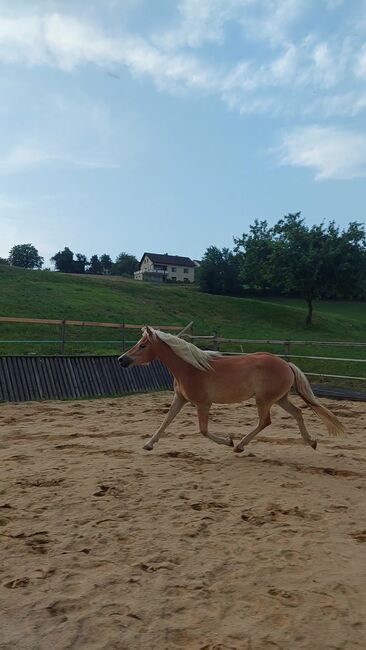 Haflingerjungstute, Koppler, Horses For Sale, Hummelberg, Image 7