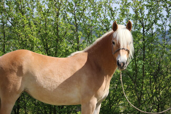 Haflingerjungstute, Koppler, Horses For Sale, Hummelberg, Image 2