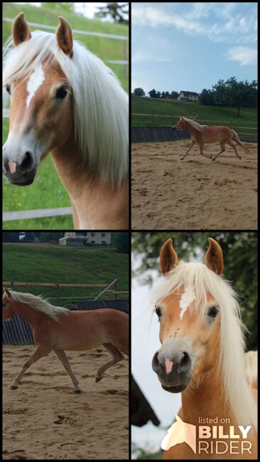 Haflingerjungstute, Koppler, Horses For Sale, Hummelberg, Image 12