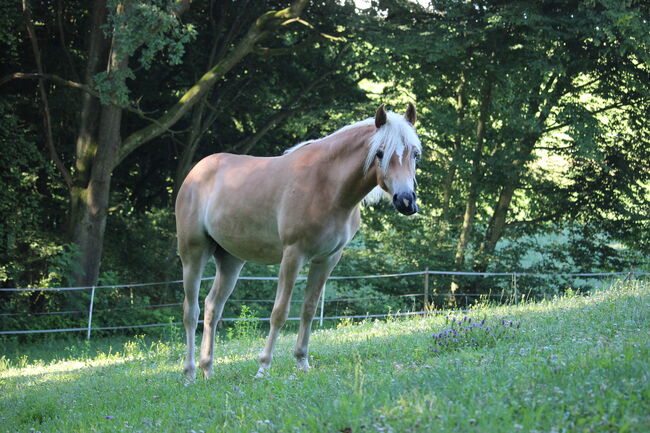 Haflingerjungstute, Koppler, Horses For Sale, Hummelberg, Image 9