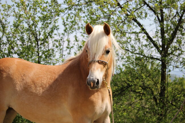 Haflingerjungstute, Koppler, Horses For Sale, Hummelberg, Image 3