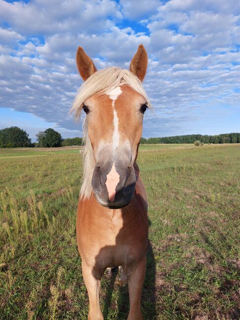 Haflingerjungstute, BtB Ranch, Horses For Sale, Zahna-Elster, Image 4