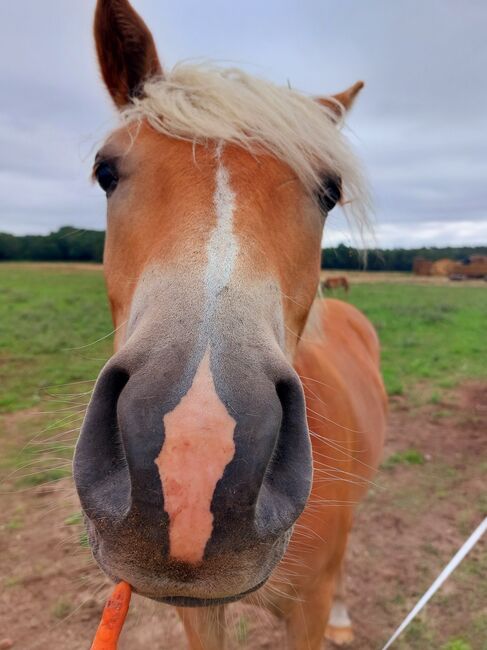 Haflingerjungstute, BtB Ranch, Horses For Sale, Zahna-Elster, Image 6