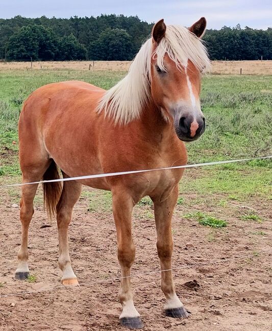 Haflingerjungstute, BtB Ranch, Horses For Sale, Zahna-Elster, Image 2