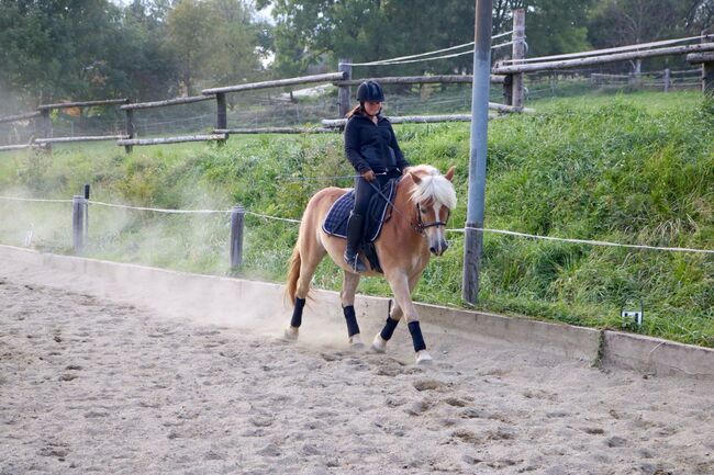 Haflinger Wallach, Isabella Fila, Horses For Sale, Grub im Wienerwald , Image 10