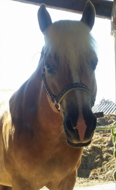 Haflinger Wallach, Isabella Fila, Horses For Sale, Grub im Wienerwald , Image 12