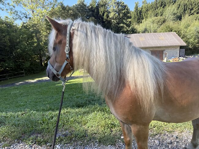 Haflinger Wallach, Tina Schuh, Horses For Sale, Riedlingsdorf