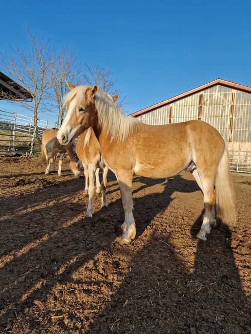 Haflingerwallach, Marco Dreßler, Horses For Sale, Mauern