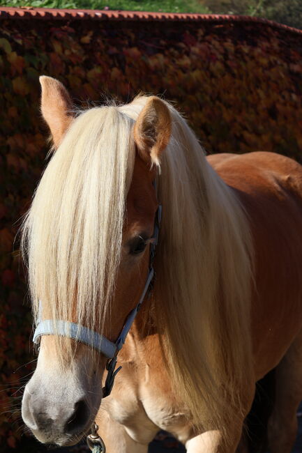 Haflinger Wallach Armando, Nadja, Horses For Sale, Leutschach 