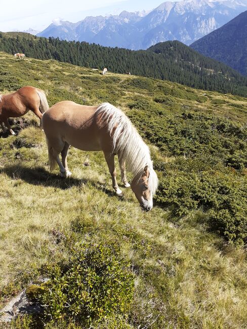 Haflinger zu verkaufen, Schaffenrath, Pferd kaufen, Axams, Abbildung 2