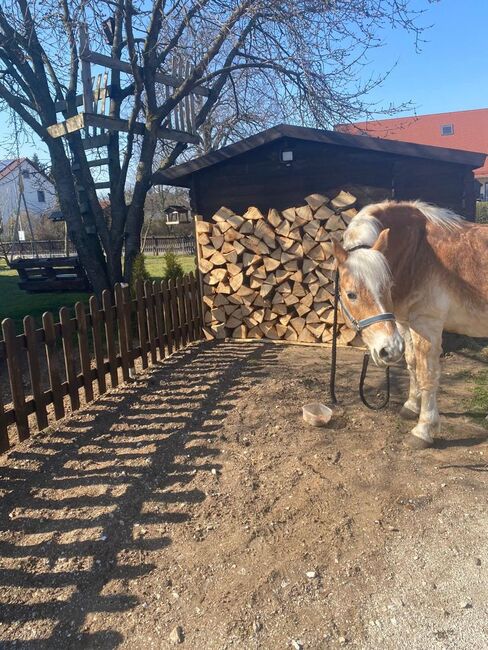 Haflinger sehr brav, Madlen , Horses For Sale, Freystadt , Image 7