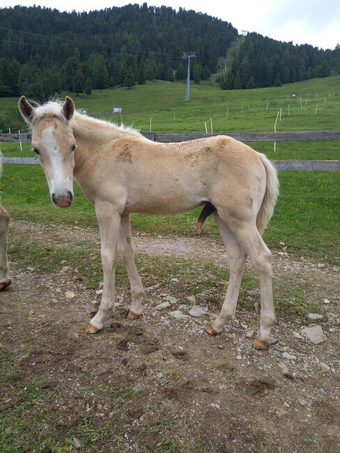 Haflingerhengstfohlen, Fam. Eiter, Horses For Sale, Jerzens, Image 3