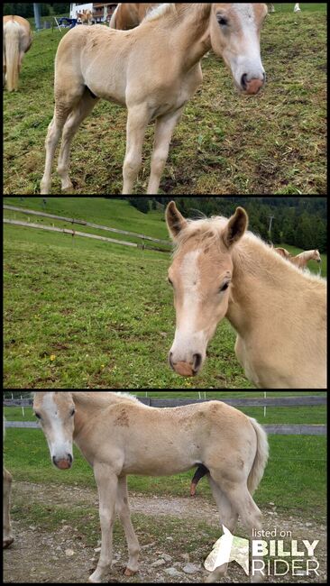 Haflingerhengstfohlen, Fam. Eiter, Horses For Sale, Jerzens, Image 4