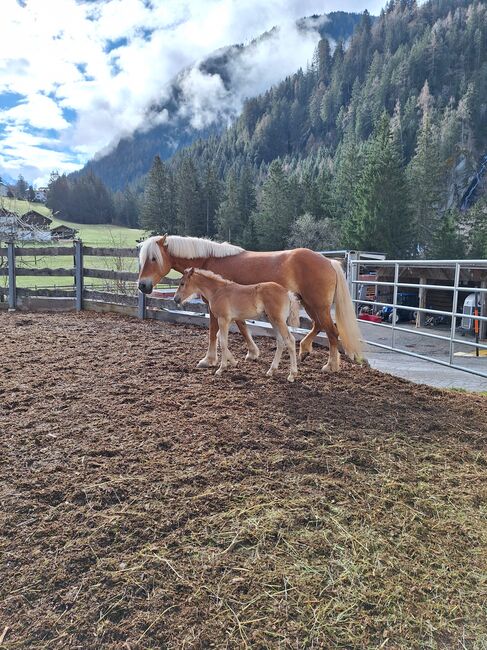 Haflingerfohlen, Fam. Eiter, Horses For Sale, Jerzens, Image 5