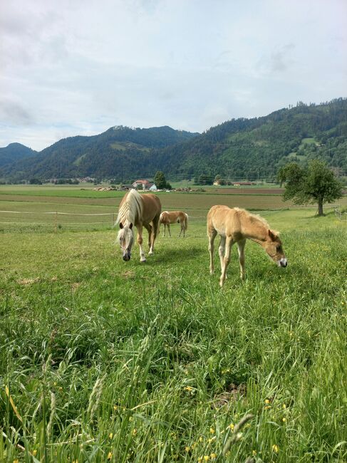 Haflingerhengstfohlen, Heike Staudacher , Horses For Sale, Mittertrixen, Image 3
