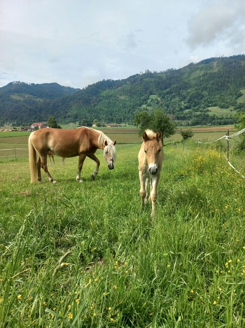 Haflingerhengstfohlen, Heike Staudacher , Horses For Sale, Mittertrixen