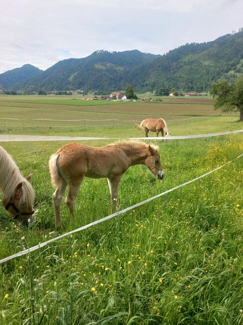 Haflingerhengstfohlen, Heike Staudacher , Horses For Sale, Mittertrixen, Image 5