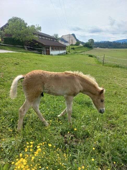 Haflingerhengstfohlen, Heike Staudacher , Horses For Sale, Mittertrixen, Image 6