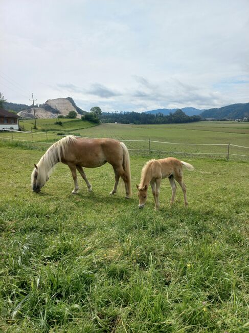 Haflingerhengstfohlen, Heike Staudacher , Horses For Sale, Mittertrixen, Image 7