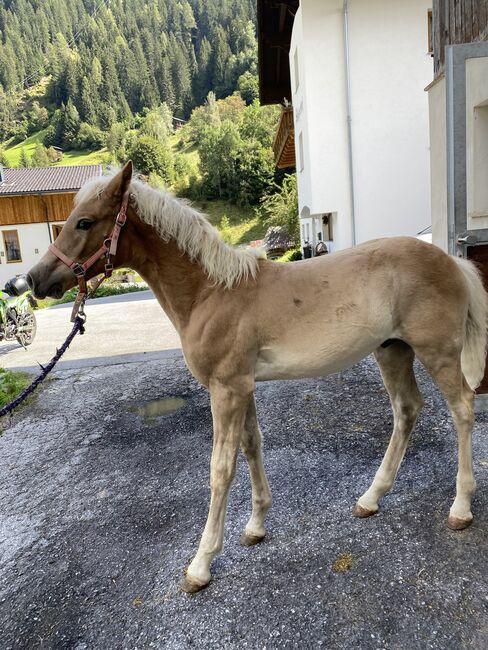 Haflinger-Hengstfohlen, Isabella , Horses For Sale, See, Image 2