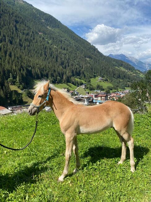 Haflinger-Hengstfohlen, Isabella , Horses For Sale, See, Image 2