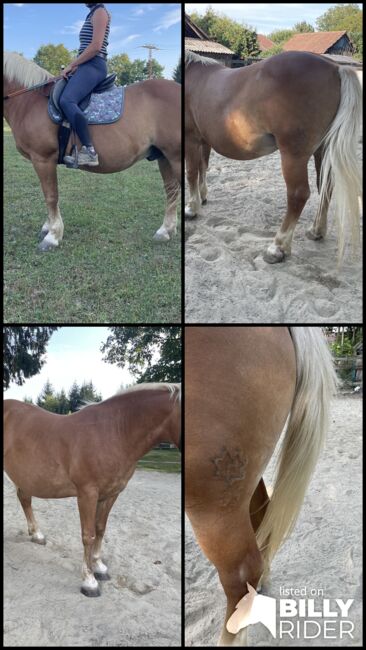 Haflinger für Freizeit, Szilard Nemeth, Horses For Sale, Zalaegerszeg, Image 7