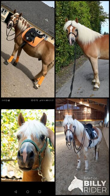 Haflinger Wallach, Isabella Fila, Pferd kaufen, Grub im Wienerwald , Abbildung 13