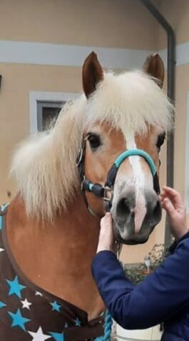 Haflinger Wallach, Isabella Fila, Pferd kaufen, Grub im Wienerwald , Abbildung 9