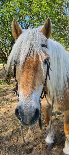 Haflinger Wallach, Jassi , Pferd kaufen, Gnoien, Abbildung 5