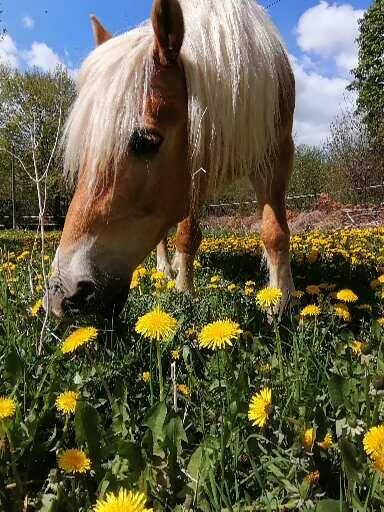 Haflinger Wallach, Jassi , Pferd kaufen, Gnoien, Abbildung 8