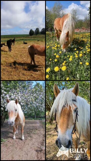 Haflinger Wallach, Jassi , Pferd kaufen, Gnoien, Abbildung 9