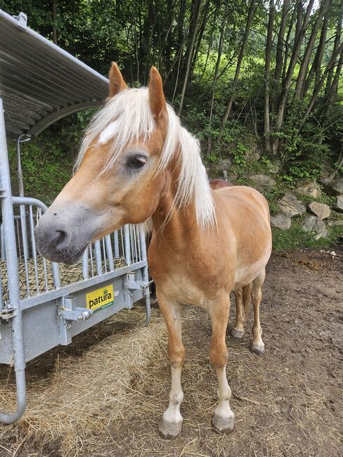 Haflinger Wallach, Tamara, Pferd kaufen, Hinterberg, Abbildung 3