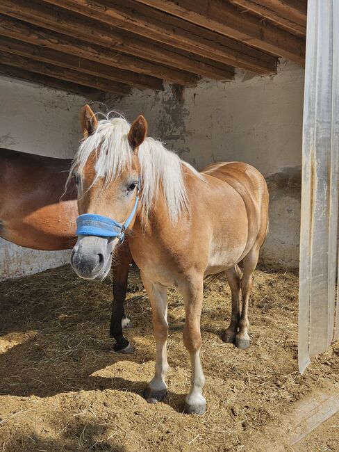 Haflinger Wallach, Tamara, Pferd kaufen, Hinterberg