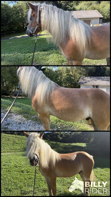 Haflinger Wallach, Tina Schuh, Pferd kaufen, Riedlingsdorf, Abbildung 4