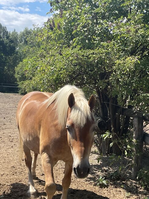 Haflinger Wallach, Patricia Ludwig, Pferd kaufen, Wien